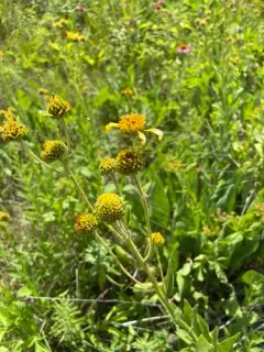 Yellow Crownbeard thumbnail 2