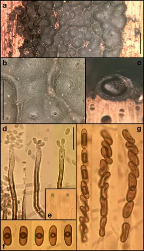Nemania beaumontii