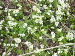 Heath Bedstraw thumbnail 4