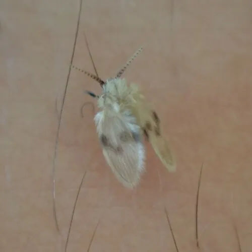 Psychoda sigma
