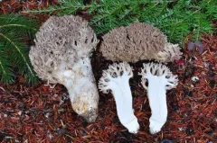 Ramaria subviolacea thumbnail 1