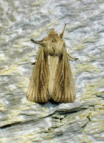 Brown-streaked Rustic Moth