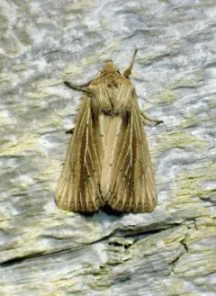 Brown-streaked Rustic Moth thumbnail 1