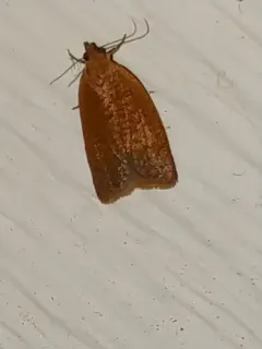 Orange Tortrix Moth thumbnail 4