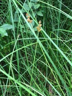 Wiegand's sedge thumbnail 2