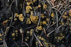 Ascorhizoctonia praecox thumbnail 4