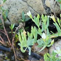 Shrubby willowherb thumbnail 4