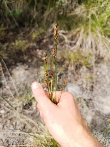 Simple Bog Sedge
