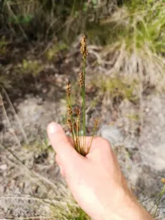 Simple Bog Sedge thumbnail 1