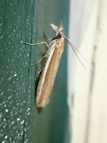 White-edged Pima Moth