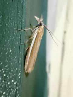 White-edged Pima Moth thumbnail 1