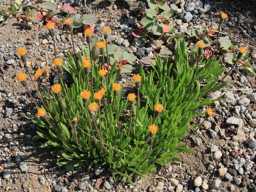 stem raillardella