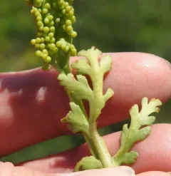 matricary grapefern thumbnail 3