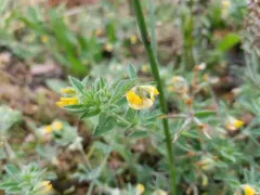 Hairy Bird's-foot-trefoil thumbnail 2