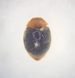 Mealybug Destroyer thumbnail 4