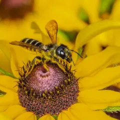 Pugnacious Leafcutter Bee thumbnail 2