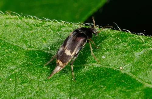 Falsomordellistena hebraica