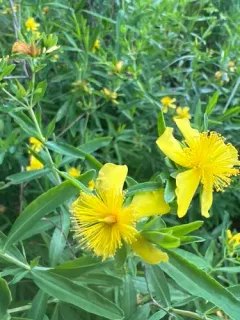 Swink's St. John's wort thumbnail 2