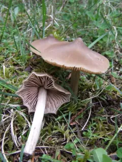 Entoloma subcapitatum thumbnail 2