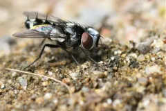 Sphenometopa tergata thumbnail 2