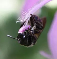 Beebalm Shortface thumbnail 3