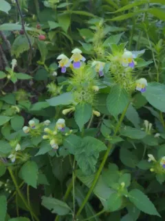 Large-flowered Hemp-nettle thumbnail 3