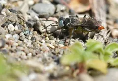 Tachysphex terminatus thumbnail 3