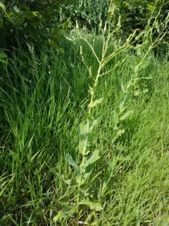 Western Lettuce thumbnail 2