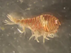 Cryptodius kelleri thumbnail 1