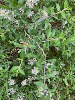 Fendler's ceanothus thumbnail 2