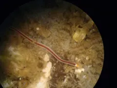 Reticulated Purple Ribbon Worm thumbnail 3