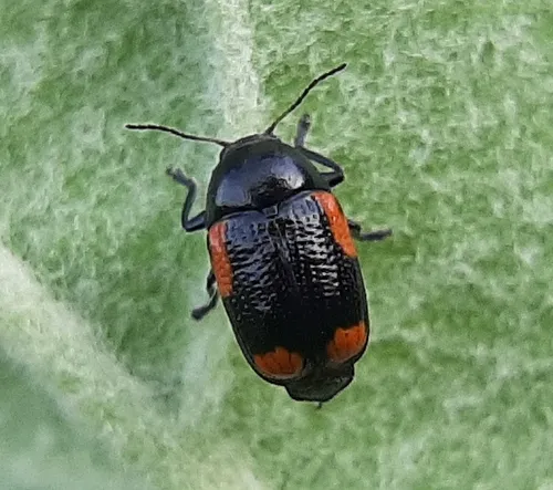 Red-marked Leaf Beetle