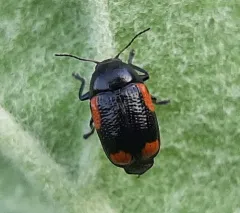 Red-marked Leaf Beetle thumbnail 1