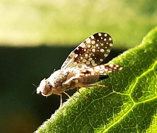 Campiglossa albiceps