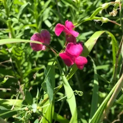 tuberous pea thumbnail 3