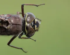 Azure Darner thumbnail 3