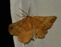 Euchlaena mollisaria thumbnail 3