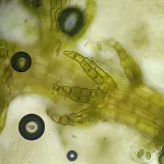 Bristly Fingerwort thumbnail 4