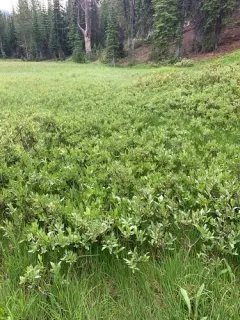 Wolf's Willow thumbnail 3