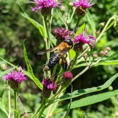 Sculptured Resin Bee thumbnail 3