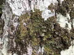 Appalachian Tree Brown-Shield thumbnail 4