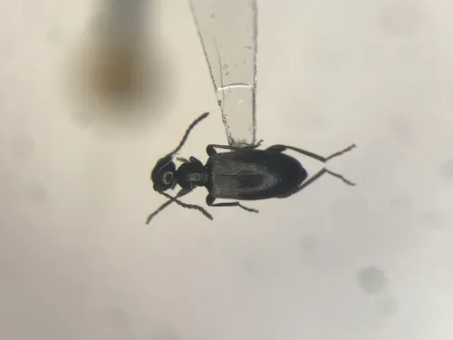 Ischyropalpus obscurus