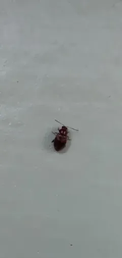 Tobacco Flea Beetle thumbnail 2
