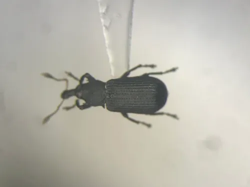 Magdalis inconspicua