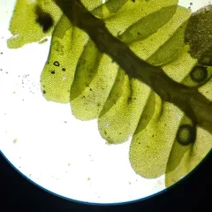 lesser featherwort thumbnail 3