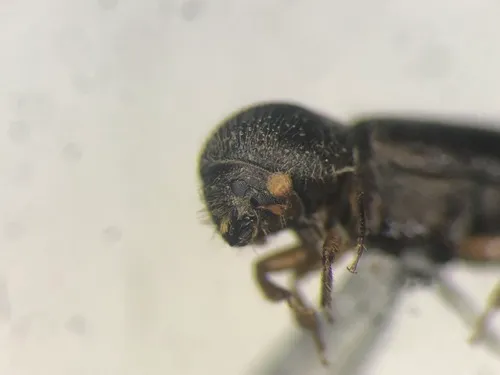 Polished Bark Beetle