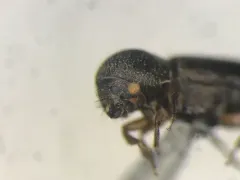 Polished Bark Beetle thumbnail 1