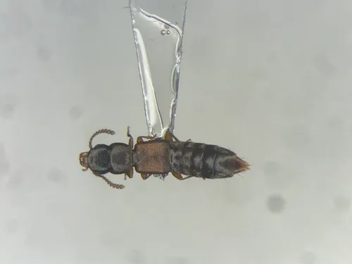 Charhyphus picipennis