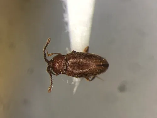 Caenoscelis basalis