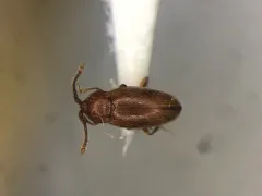 Caenoscelis basalis thumbnail 1